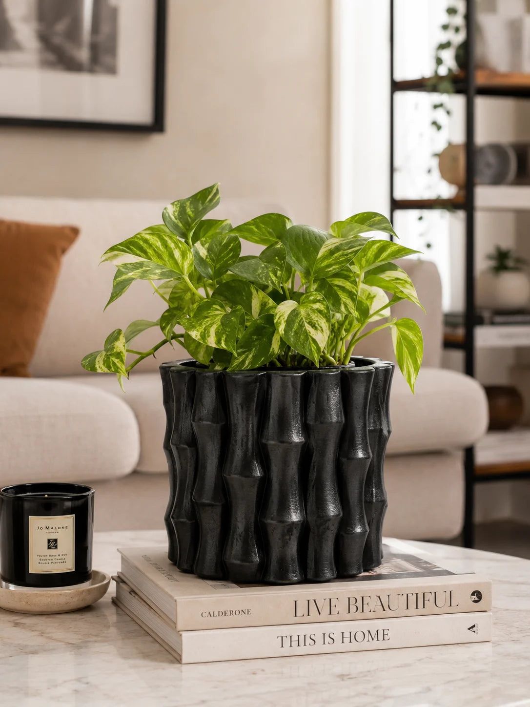 Siyah Bambu dekoratif beton saksı, bitkiyle modern salon dekorasyonu