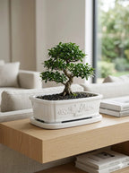 Beyaz Bonsai dekoratif beton saksı, bonsai ağacıyla sade ev dekorasyonu