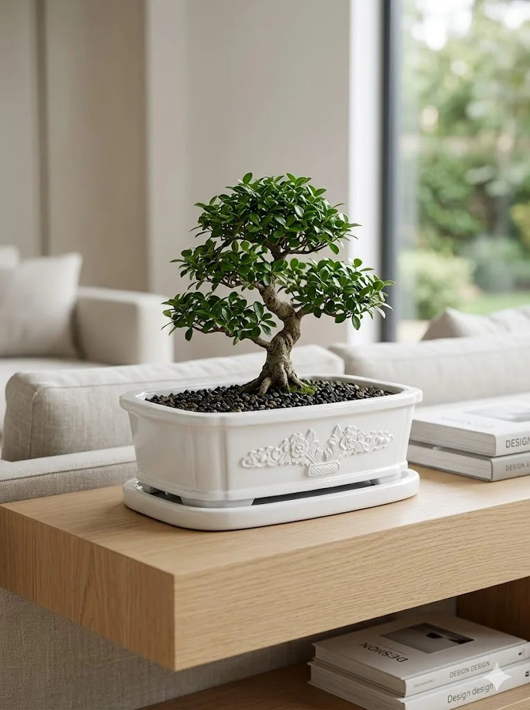 Beyaz Bonsai dekoratif beton saksı, bonsai ağacıyla sade ev dekorasyonu