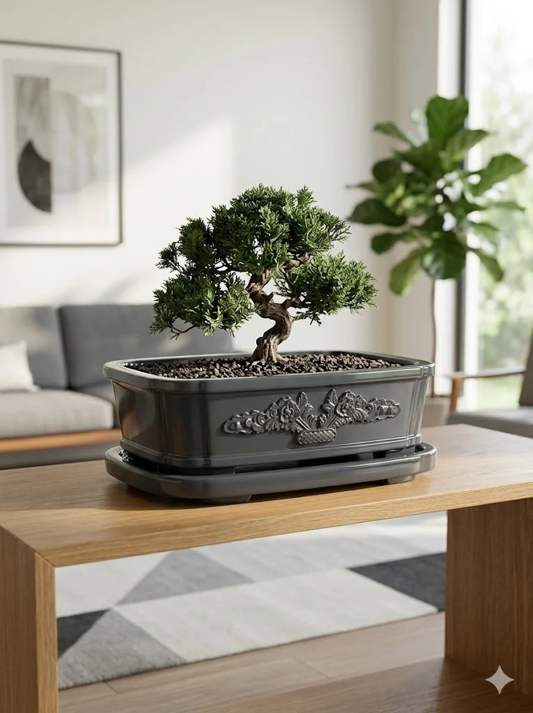 Gri Bonsai dekoratif beton saksı, bonsai ağacıyla modern salon dekorasyonu