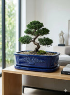 Lacivert Bonsai dekoratif beton saksı, bonsai ağacıyla modern ofis dekorasyonu