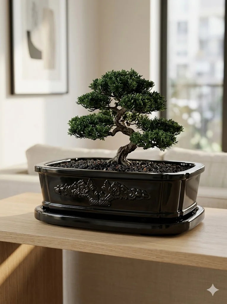 Siyah Bonsai dekoratif beton saksı, bonsai ağacıyla şık iç mekân dekorasyonu