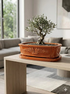 Turuncu Bonsai dekoratif beton saksı, bonsai ağacıyla sıcak modern dekorasyon