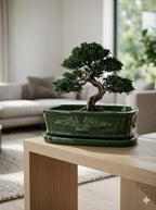Yeşil Bonsai dekoratif beton saksı, bonsai ağacıyla doğal iç mekân dekorasyonu