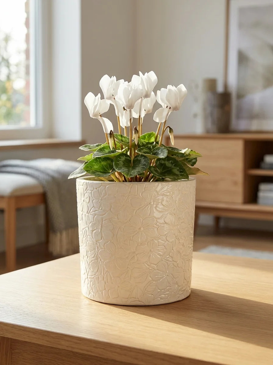 Selva dekoratif beton saksı, modern yaşam alanı bitki dekorasyonu
