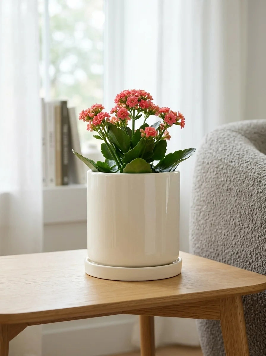 Softa beton saksı, çiçekli bitkiyle modern ev dekorasyonu